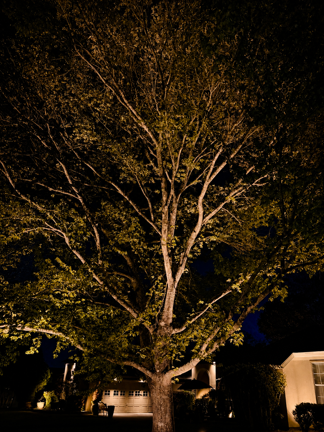 Mature shade tree with dramatic full uplighting