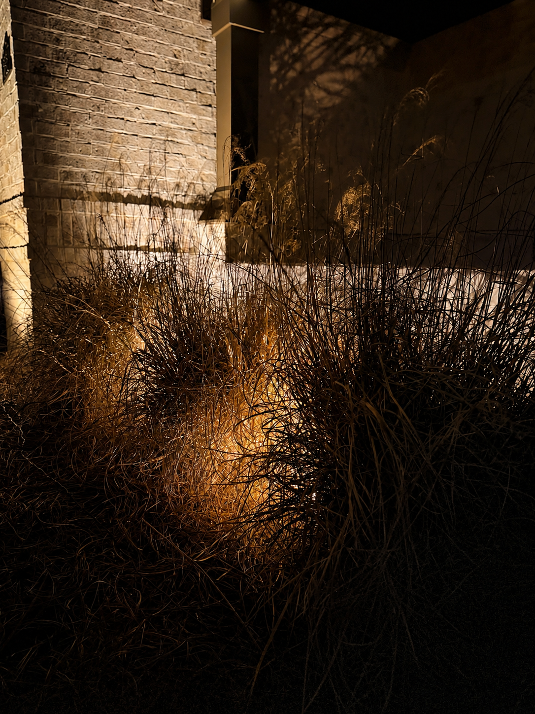 Ornamental grass with dramatic uplighting and texture details
